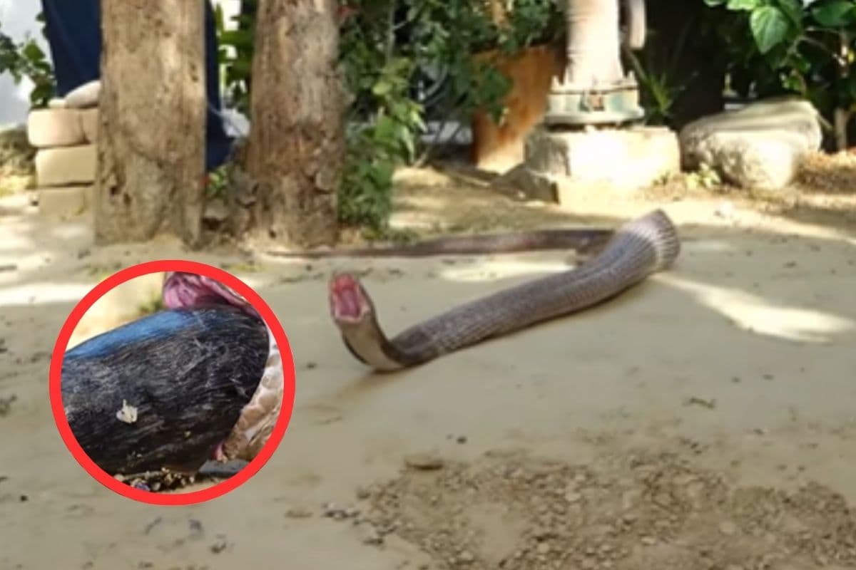 Viral Video : सांप ने खा लिया बिल्ली का बच्चा, इसके बाद जो हुआ…