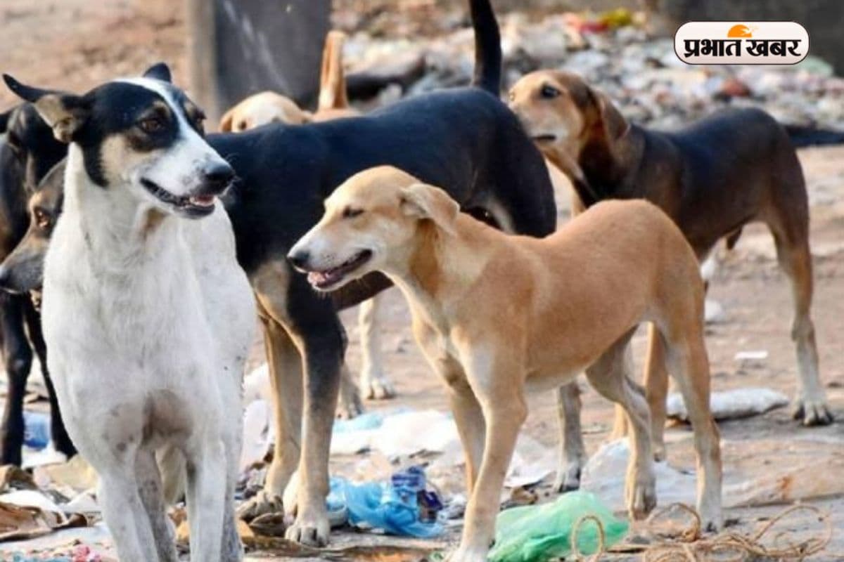 रांची में बढ़ रहा आवारा कुत्तों का आतंक! डॉग बाइट मामलों में 59% की बढ़ोतरी