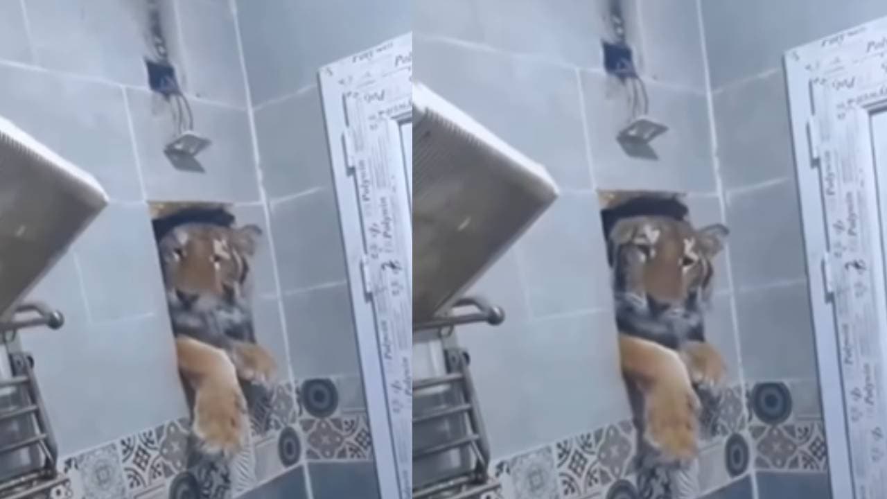 Viral Video: बाथरूम की खिड़की से जबरन घुसने लगा टाइगर, नहाते हुए इंसान के कैमरे में कैद हुई पूरी घटना