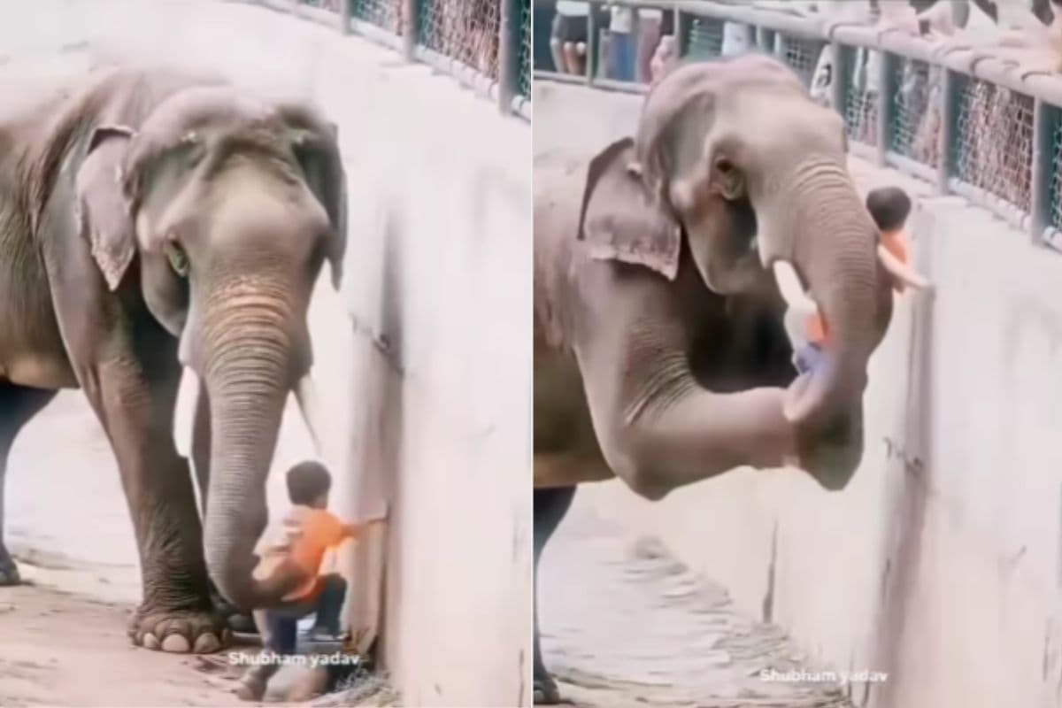 Viral Video: हाथी के बाड़े में गलती से गिर गया बच्चा, गजराज ने सूंड से उठाकर परिवार को सौंपा