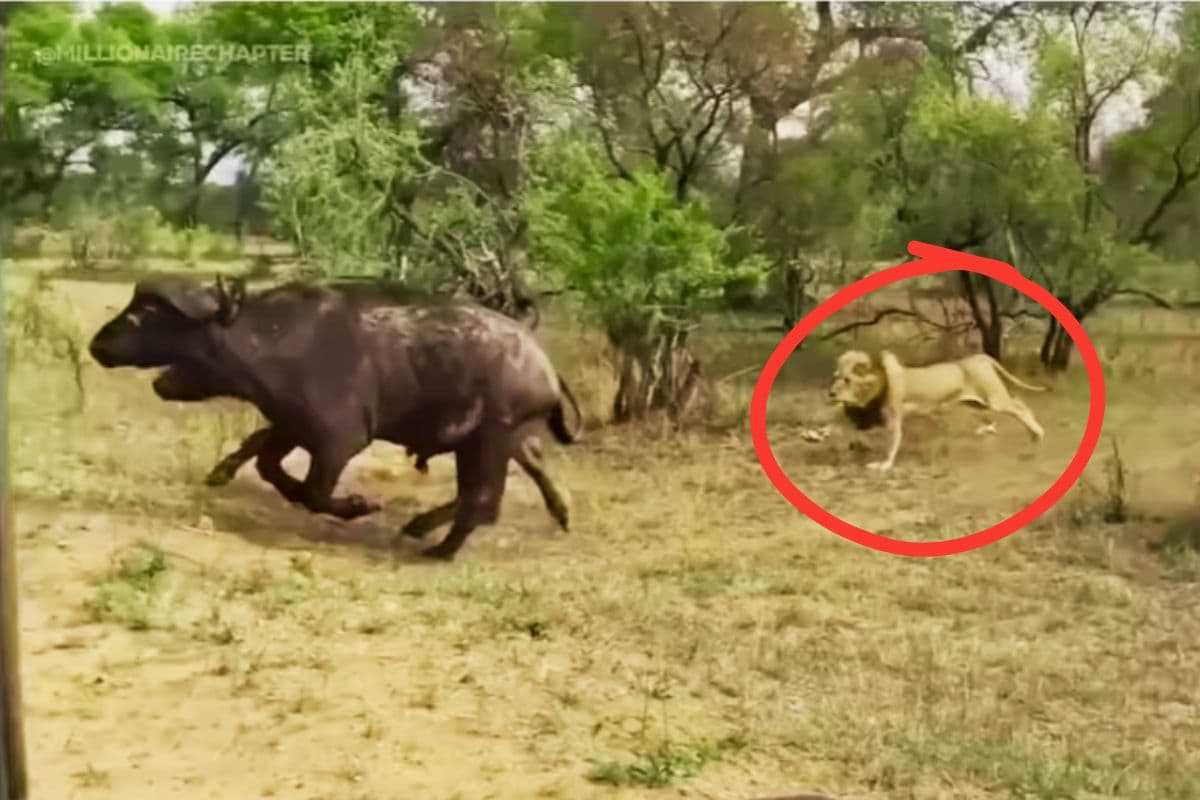 Viral Video: शिकार के फेर में था जंगल का राजा, जैसे ही जंगली भैंसे ने किया पलटवार वैसे ही शेर ने…