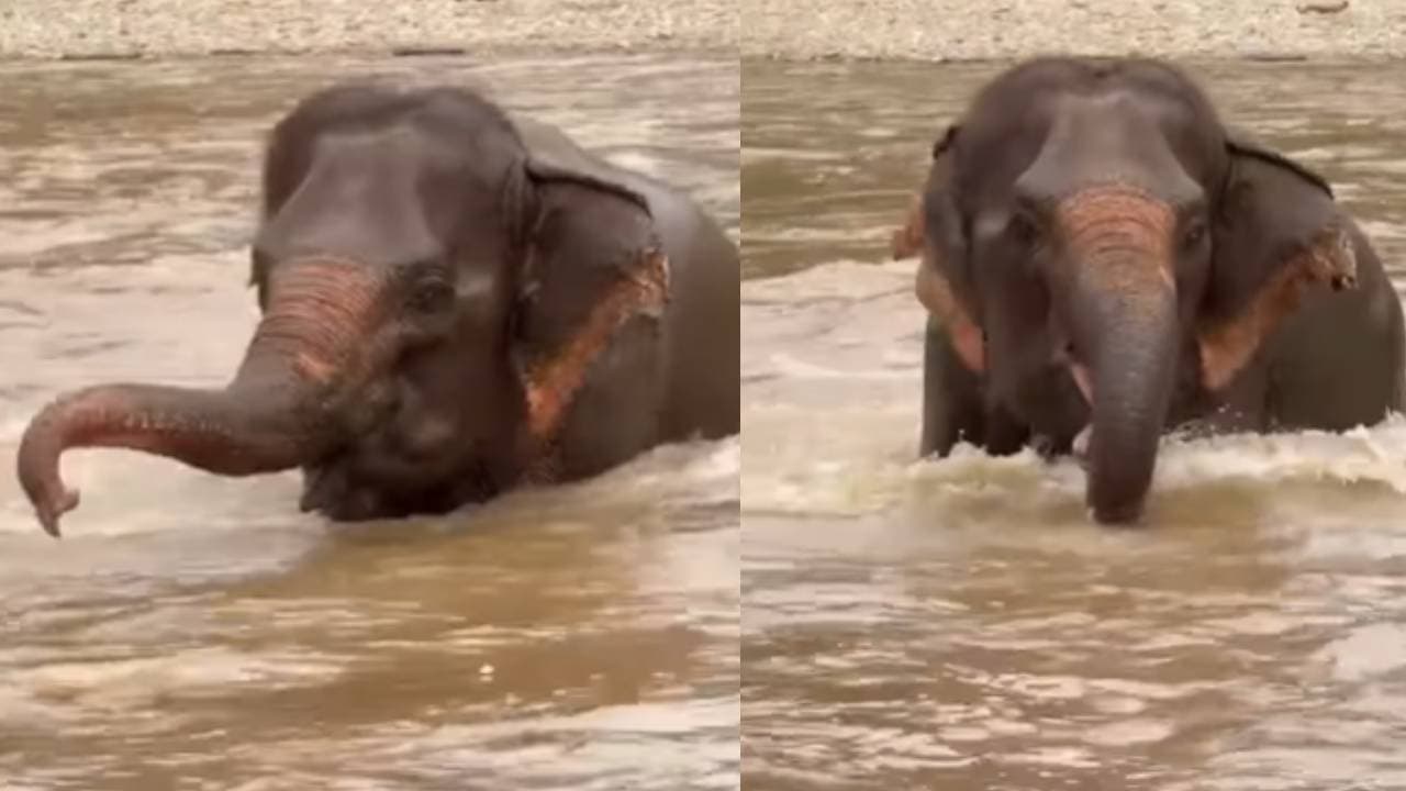 Viral Video: पानी देखते ही खुश हो गई नन्ही हथिनी, चहकते हुए नदी में लगाई मस्ती भरी डुबकी