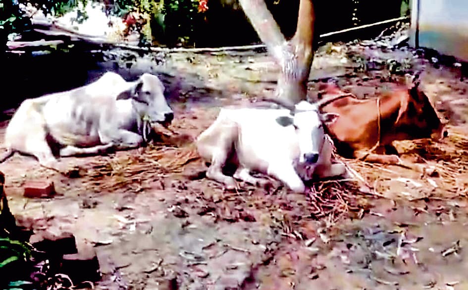 तस्करी से पहले सात मवेशी बरामद, एक तस्कर गिरफ्तार