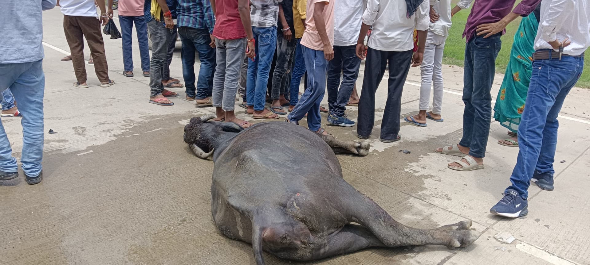 तेज रफ्तार बाइक ने भैंस को मारी टक्कर, तीन युवक घायल, एक रेफर
