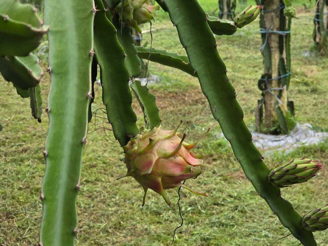 Ranchi News : देसी मिट्टी में विदेशी मिठास