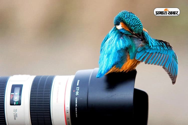 पसंद है जंगलों में रहना? इन मशहूर कॉलेज से करें Wildlife Photography कोर्स