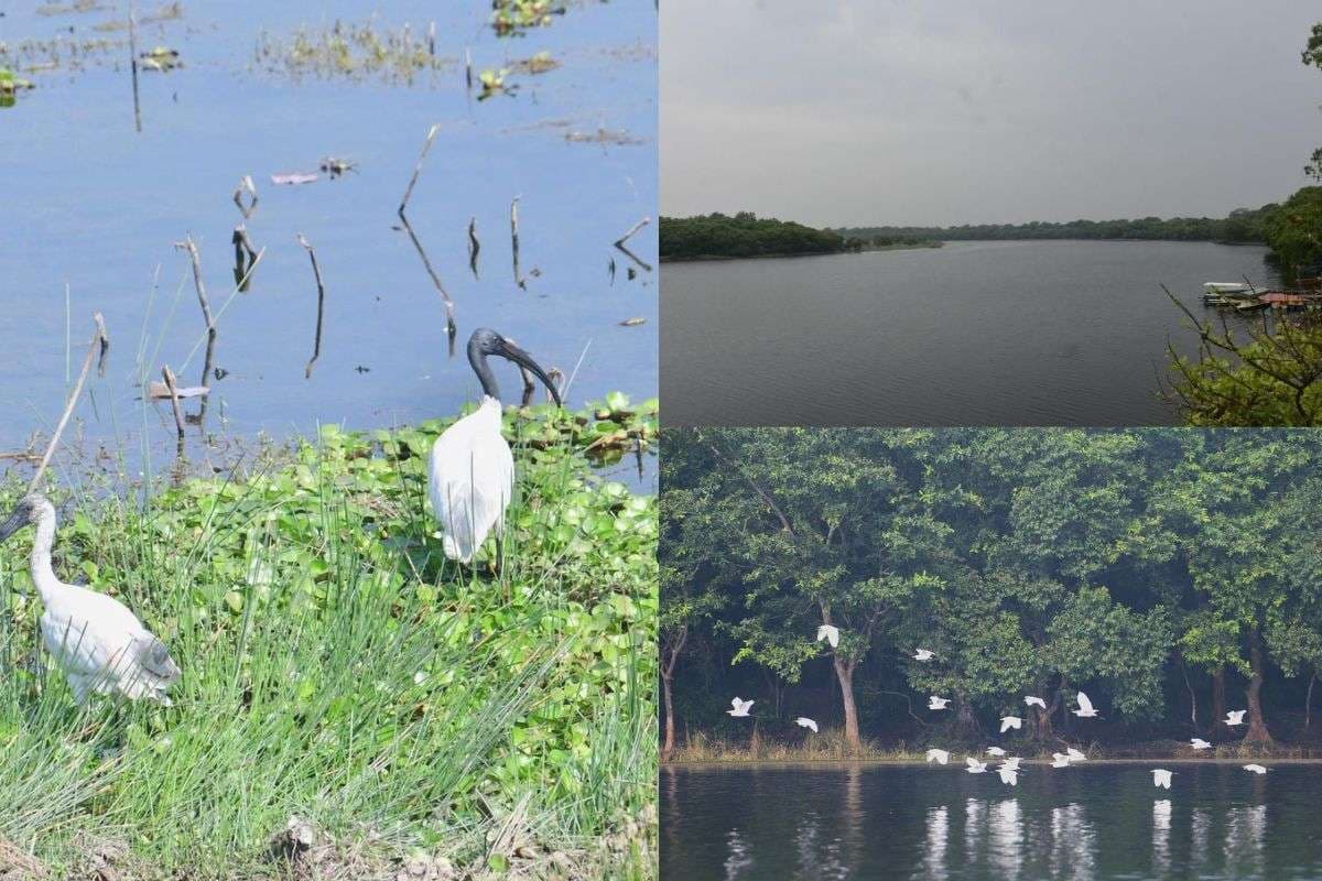 Bihar News two new Ramsar sites offering tourists truly unique view Bihar News two new Ramsar sites offering tourists truly unique view