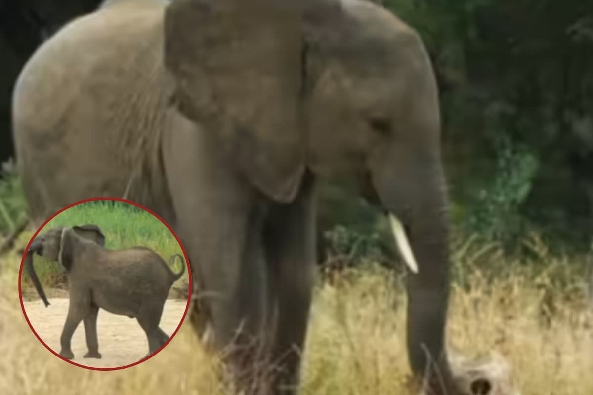 Viral Video : पूर्वज की दिखी खोपड़ी, फूट-फूट कर रोया हाथी, दर्द से गूंजा जंगल
