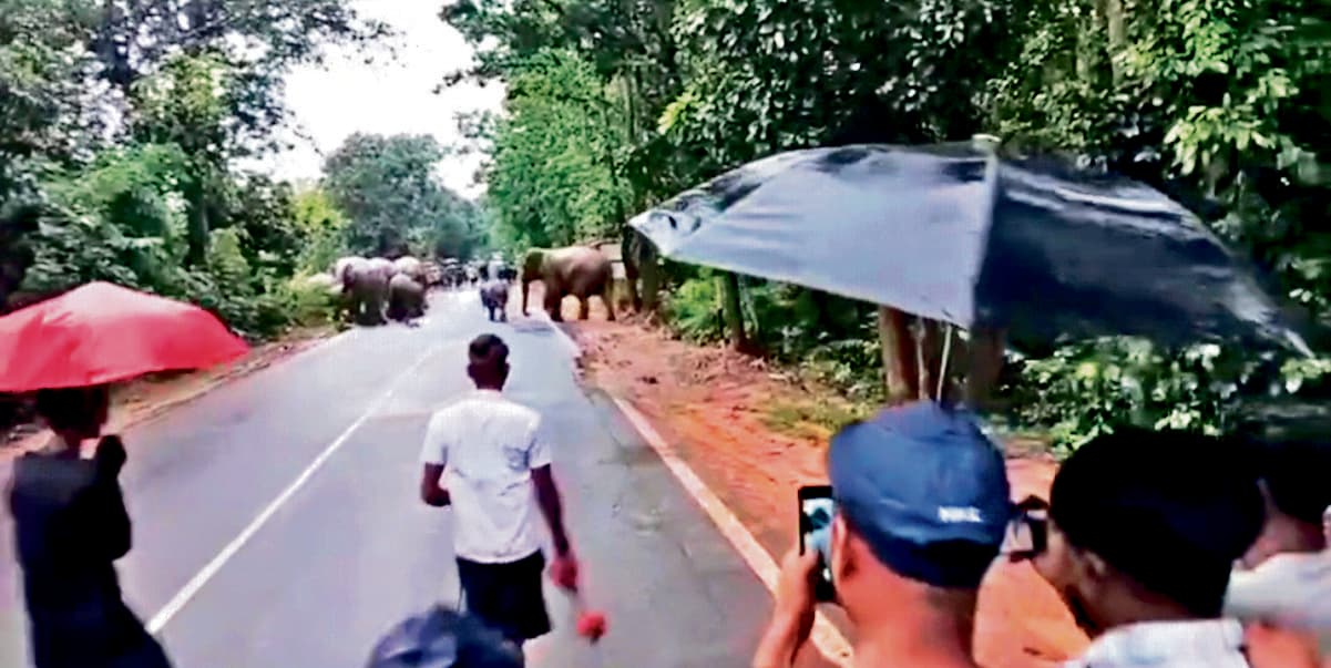 Chaibasa News : चंपुआ वन क्षेत्र में 70 हाथी कर रहे विचरण, छह घर और फसलें तबाह
