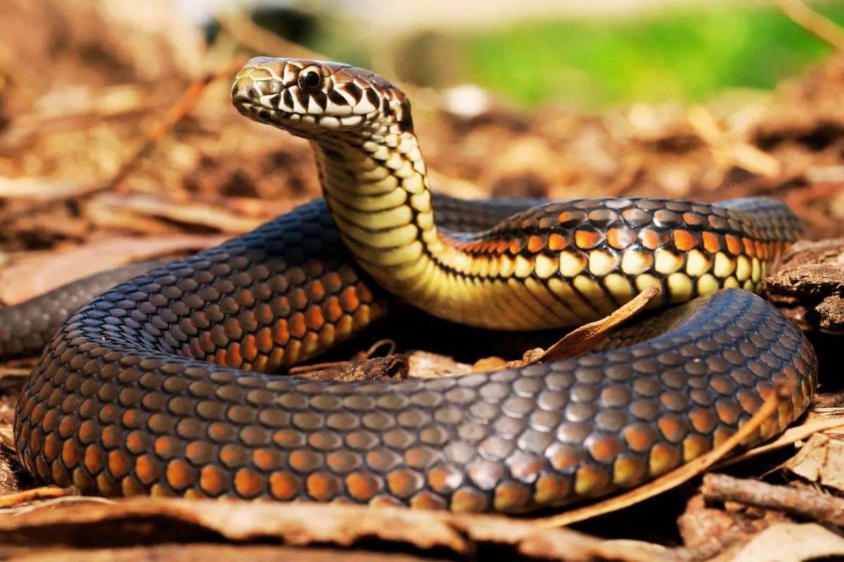 Cobra Jawan Died of Snake Bite in Saranda West Singhbhum Jharkhand