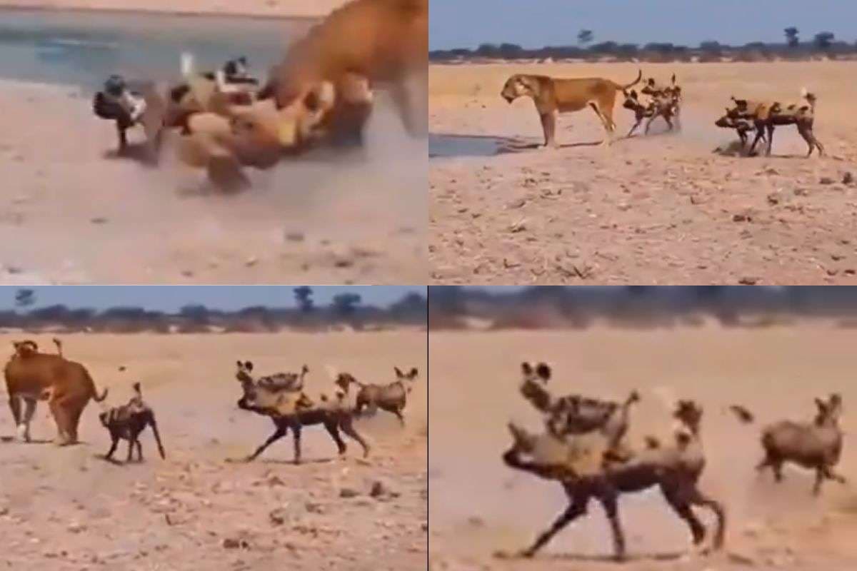 Viral Video : कुत्तों ने शेरनी को छेड़ा और शुरू हो गई जंग, देखें ये 19 सेकंड का हैरान करने वाला वीडियो