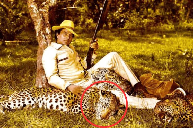 Dharmendra Death: असली चीते के पसीने छुड़ा दिये थे बॉलीवुड के "ही-मैन" धर्मेंद्र ने, खतरनाक स्टंट से था प्यार