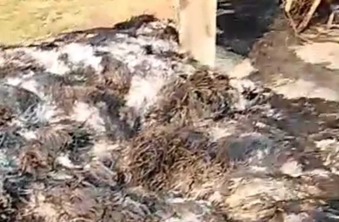 असामाजिक तत्वों ने धान की फसल में लगाई आग