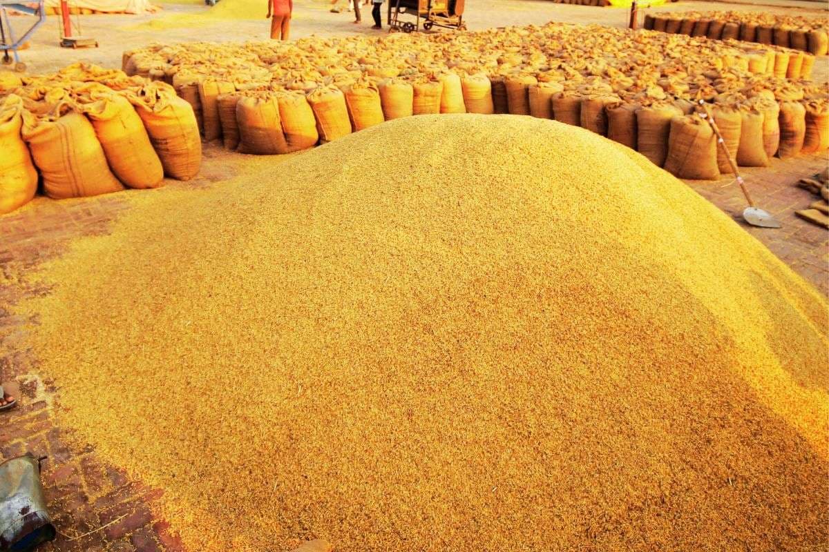 झारखंड में एमएसपी पर होगी धान की खरीद, 81 रुपए बोनस देगी हेमंत सोरेन सरकार