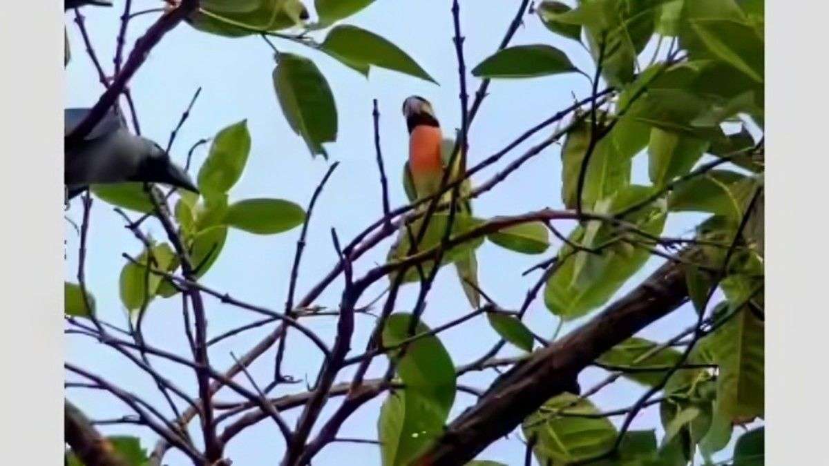 Rare mustachioed parrot spotted for the first time in Patna Rare mustachioed parrot spotted for the first time in Patna