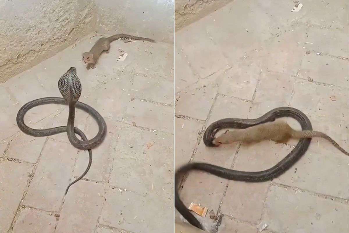 Viral Video: सांप और नेवले की भयंकर लड़ाई, रोंगटे खड़े कर देगा 17 सेकंड का वायरल वीडियो