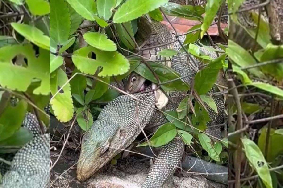Viral Video: मॉनिटर लिजर्ड के लिए कालदूत बन गया सांप, वायरल वीडियो में देखें कैसे निगल गया पूरा शिकार