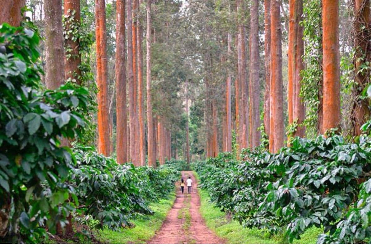 Coffee gardens and beautiful weather in Coorg