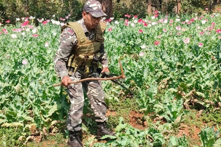 अवैध अफीम पर SSB की बड़ी कार्रवाई, सरायकेला में 2 एकड़ की खेती नष्ट