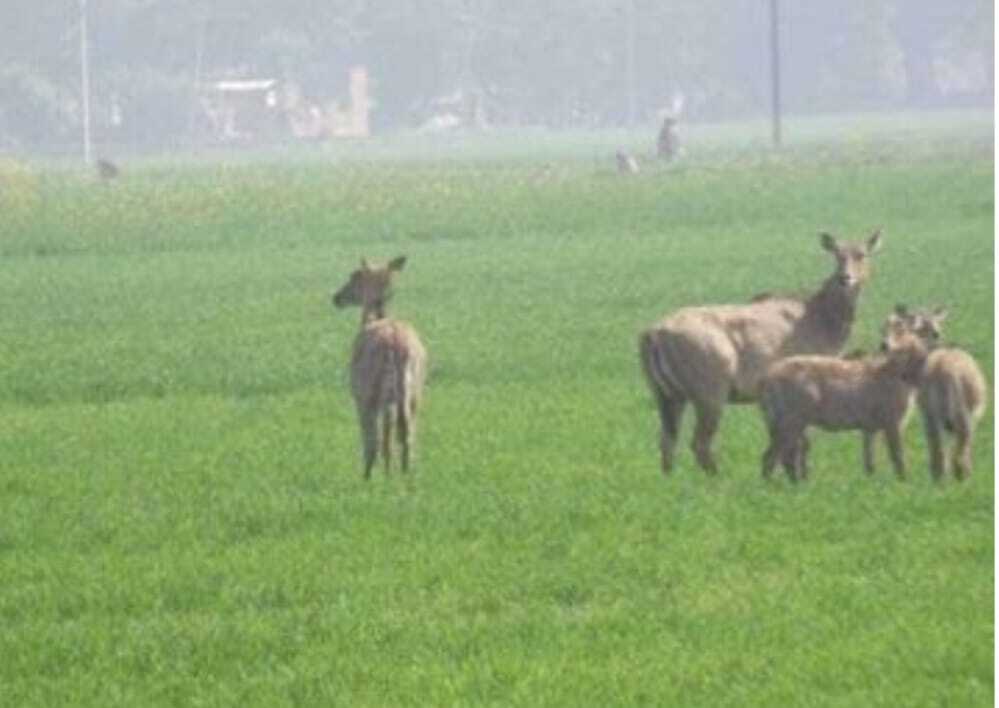 मेसकौर में फसलों को रौंद रही नीलगाय, किसान परेशान