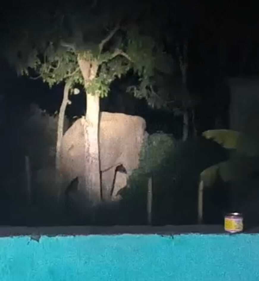 Chaibasa News : 15 दिनों से सारंडा क्षेत्र में हाथी ने मचाया उत्पात, सियालजोड़ा में फिर दो घर तोड़े