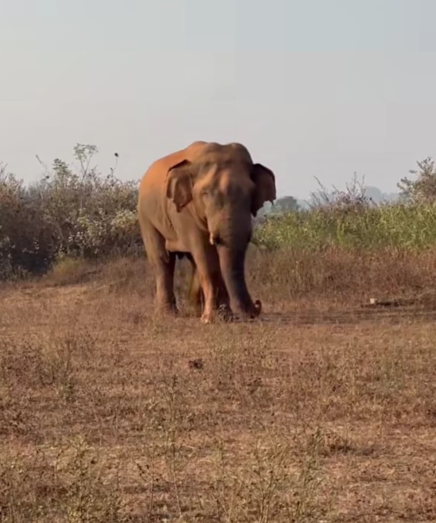 Chaibasa News : दंतैल हाथी का आतंक, दर्जनों गांवों में उत्पात