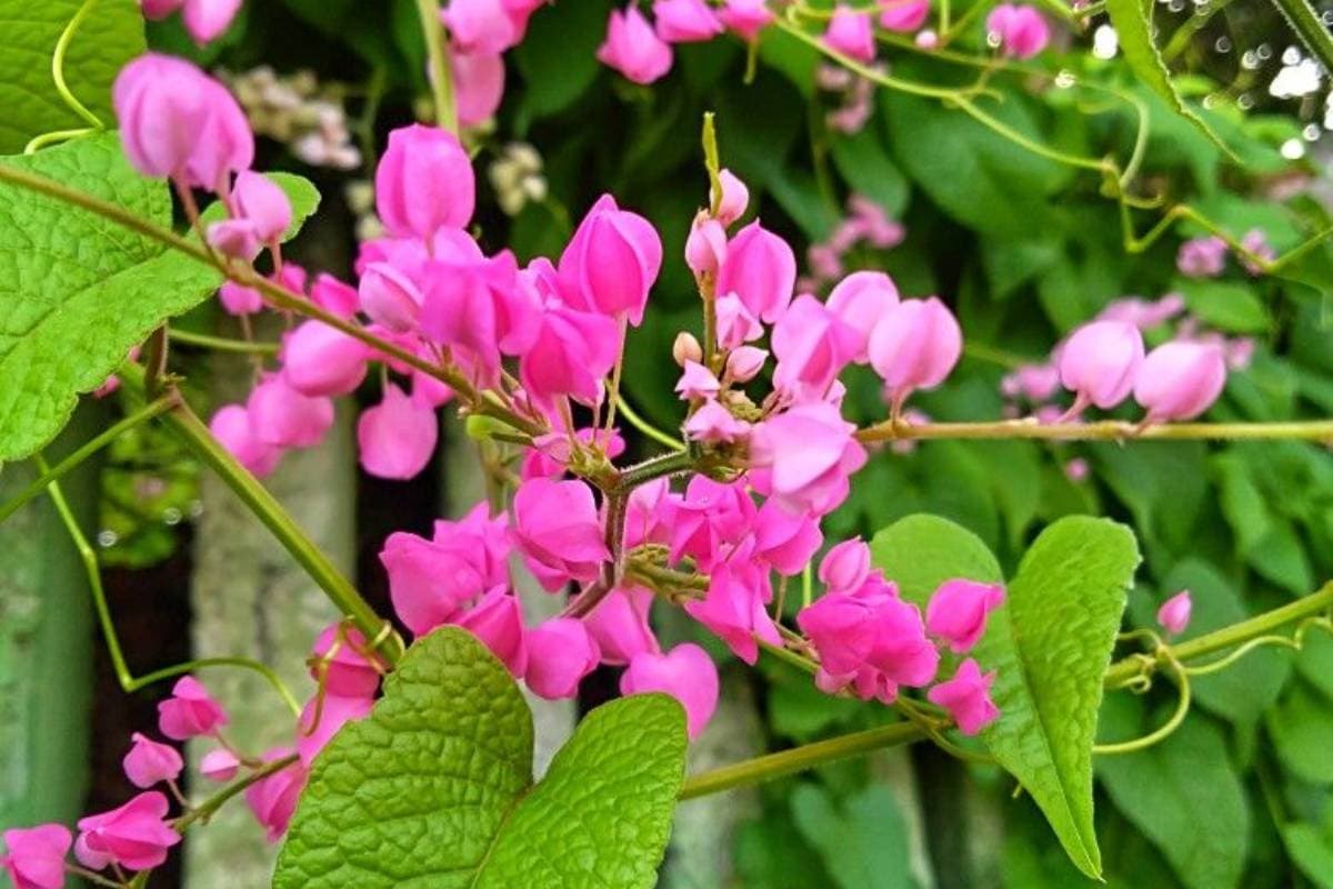 कोरल वाइन (Coral Vine)