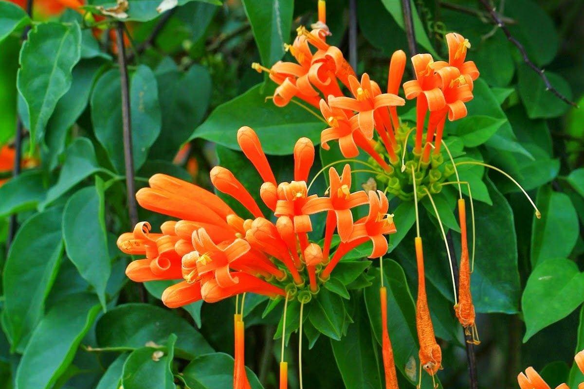 फ्लेम वाइन (Flame Vine)