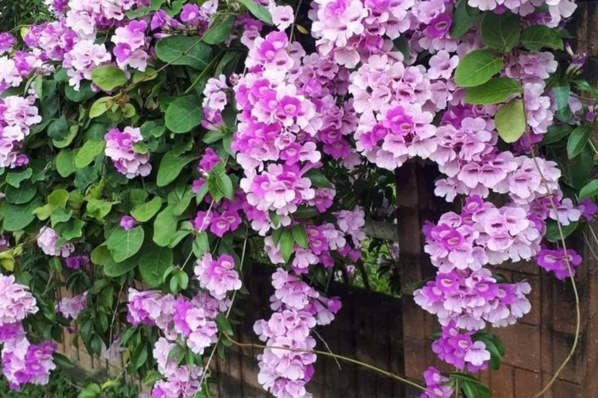 गार्लिक वाइन (Garlic Vine)