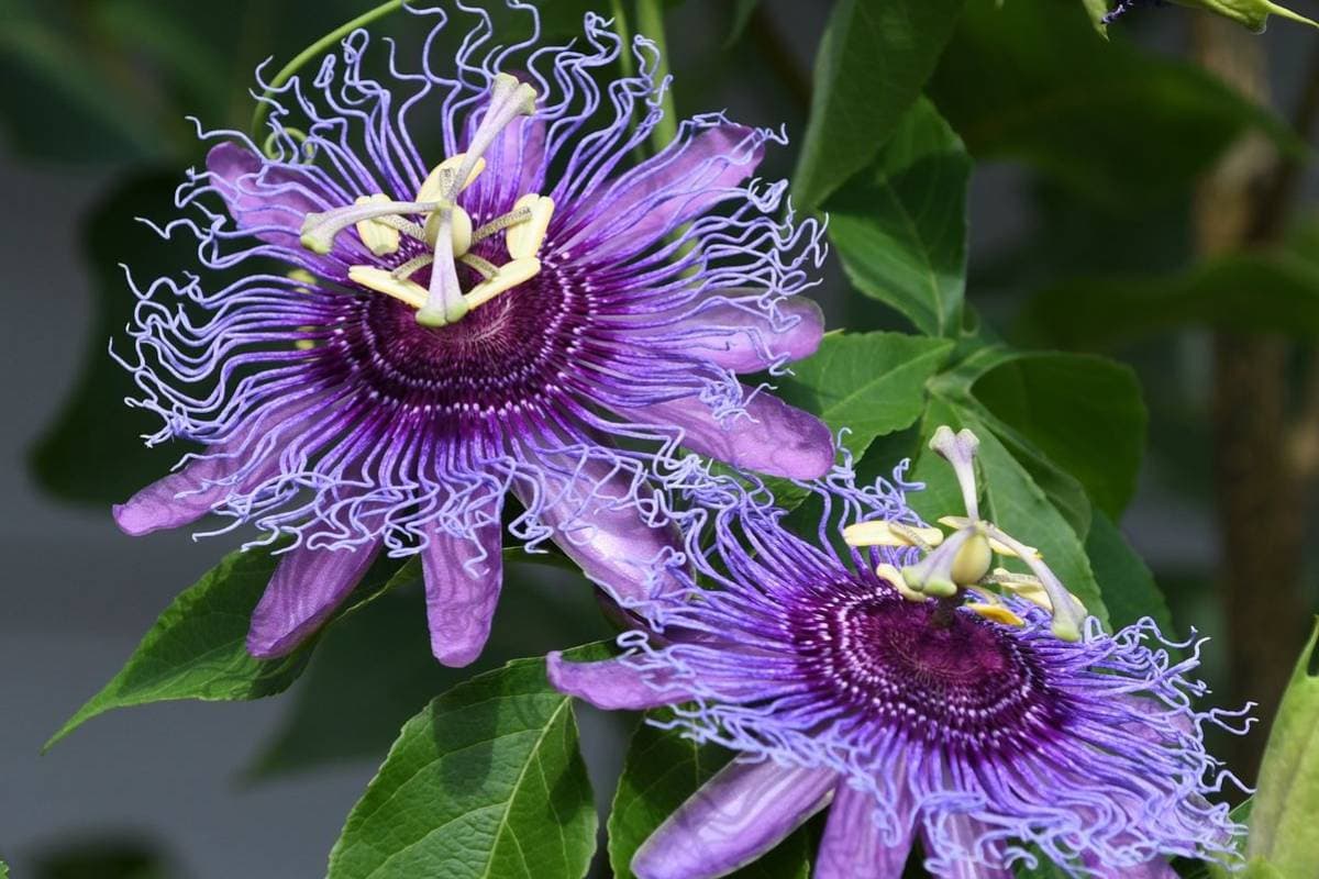 कृष्ण कमल या राखी फूल (Passionflower)