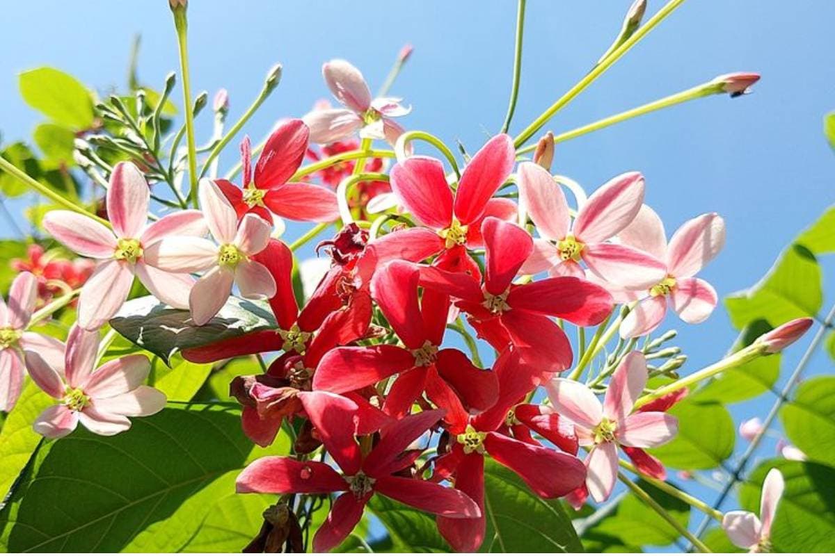 मधुमालती (Rangoon Creeper)