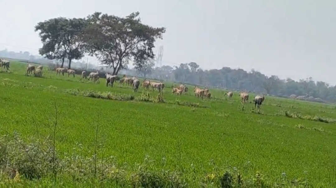 नीलगायों व घुड़सारो के आतंक से फसल हो रही बर्बादी, किसान परेशान
