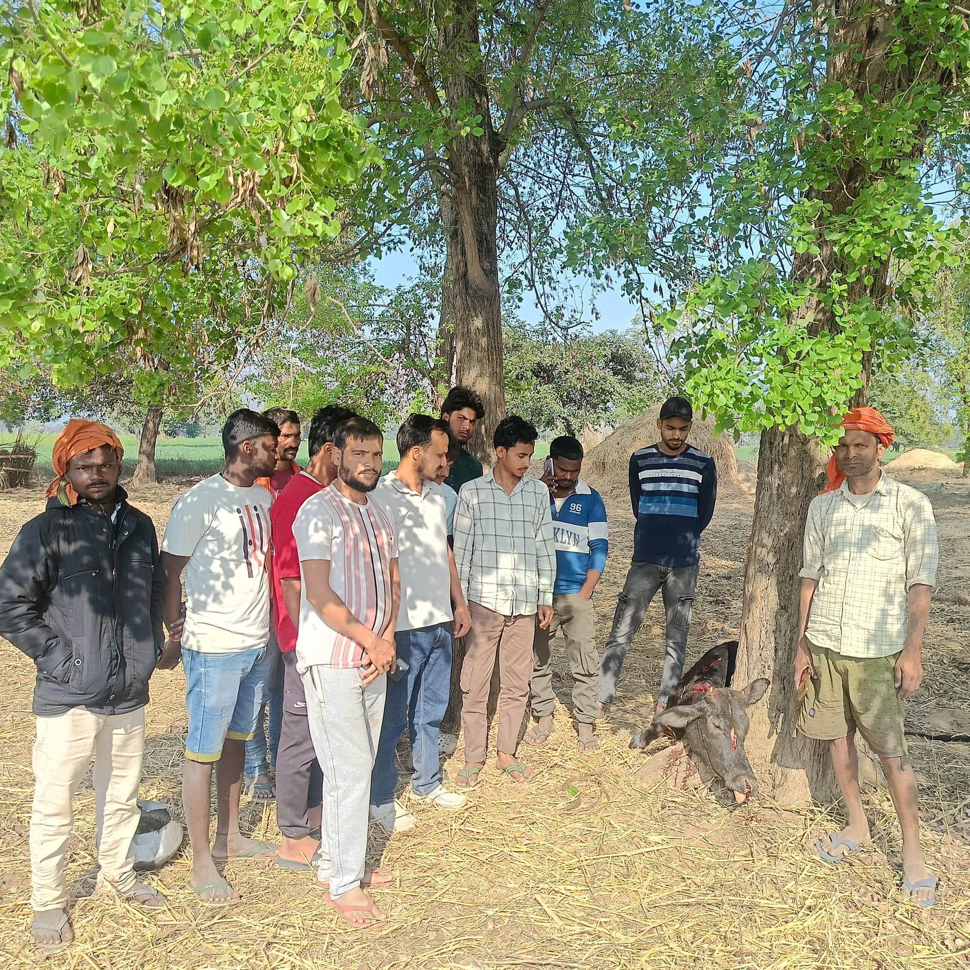 रोहतास में उग्र हाथी का उत्पात, आधा दर्जन से अधिक मवेशी को मार डाला