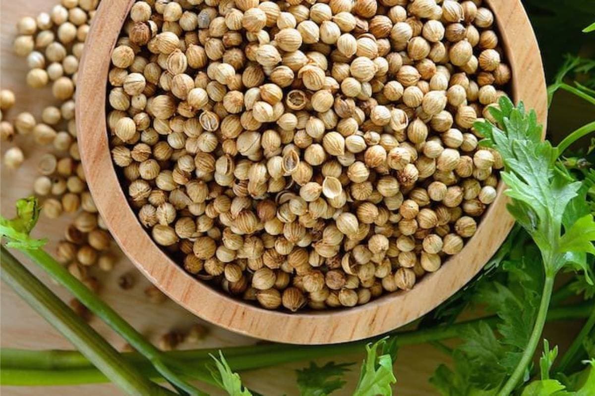 Coriander Seed Water Benefits