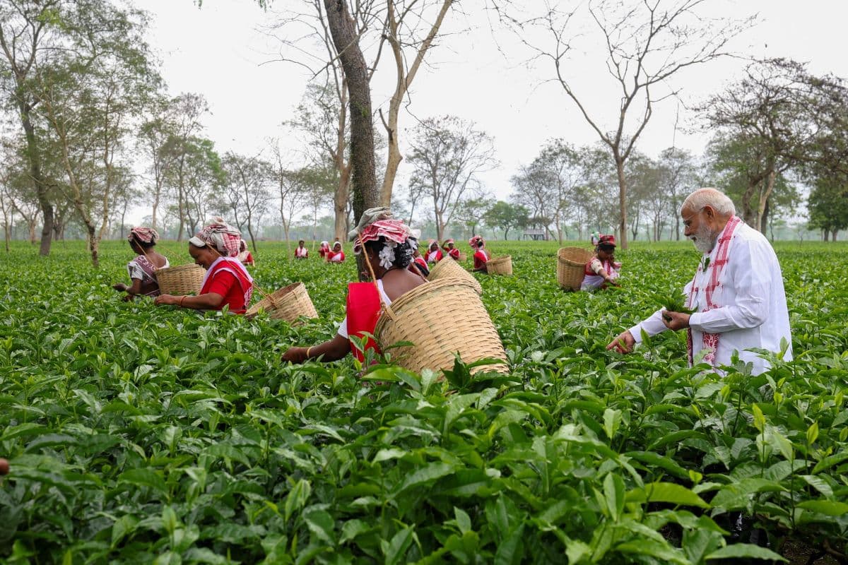 PM-Modi-tea-leaves