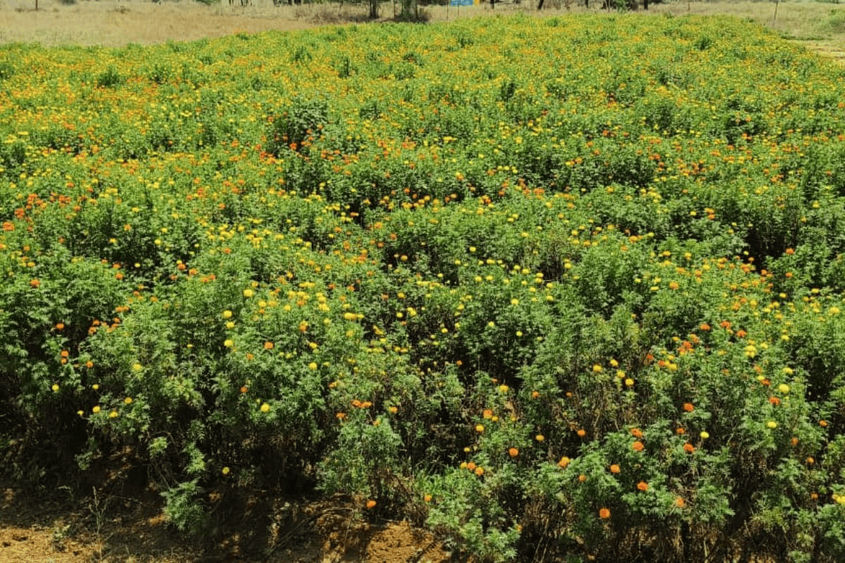 garhwa marigold farming garhwa marigold farming