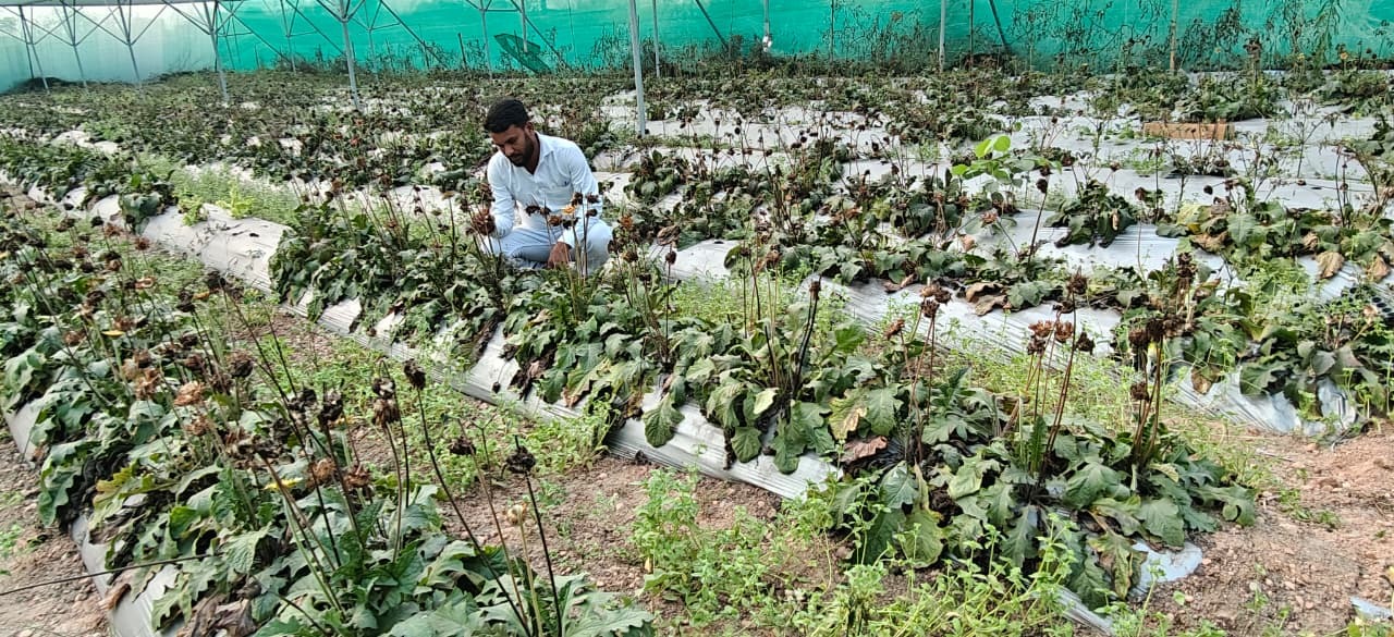 सूख गये जरबेरा के पौधे, सिंचाई की नहीं है व्यवस्था