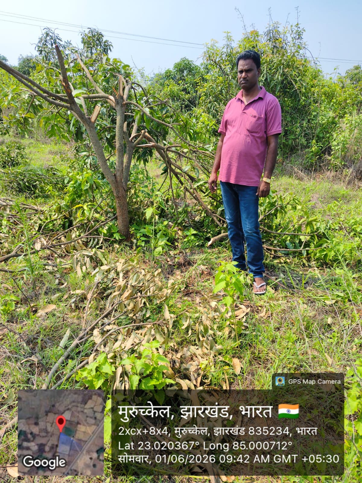हाथी के हमले से आम की फसल तहस-नहस