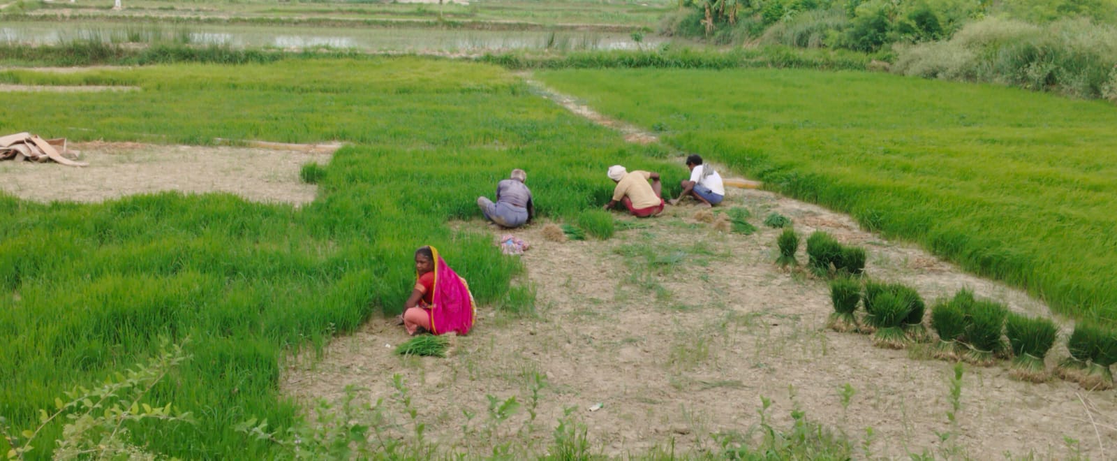 सीतामढ़ी में बादलों की बेरुखी से किसान परेशान: खेतों में तैयार खड़ा है धान का बिचड़ा, बारिश का इंतजार