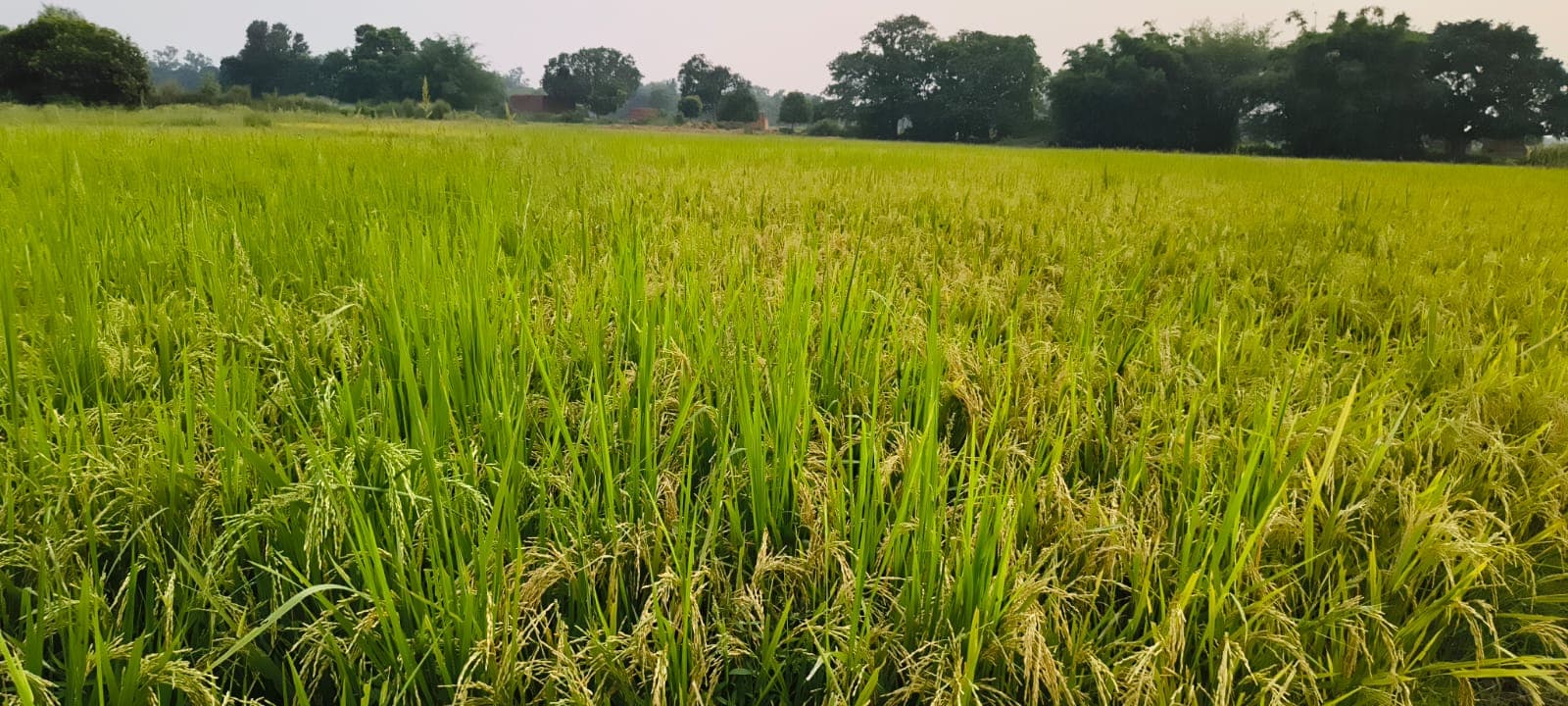 अमरपुर के किसान राजेश कुशवाहा ने पेश की नई मिसाल, 2 बीघे में 22 क्विंटल 'गरमा धान' की फसल का बंपर उत्पादन