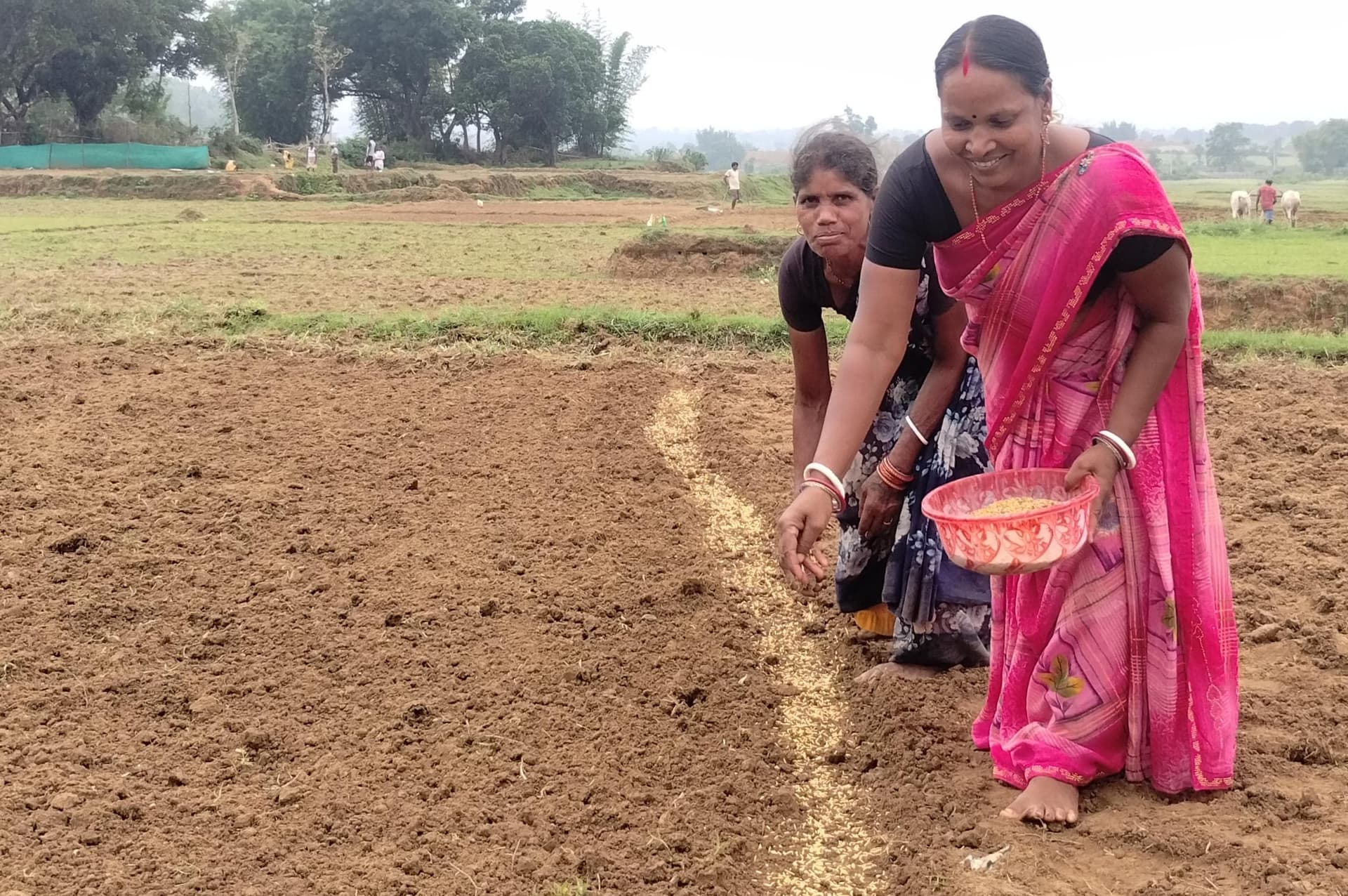 खलारी में हल-बैल संग उतरे किसान खेत में बिचड़ा डालने के काम में तेजी