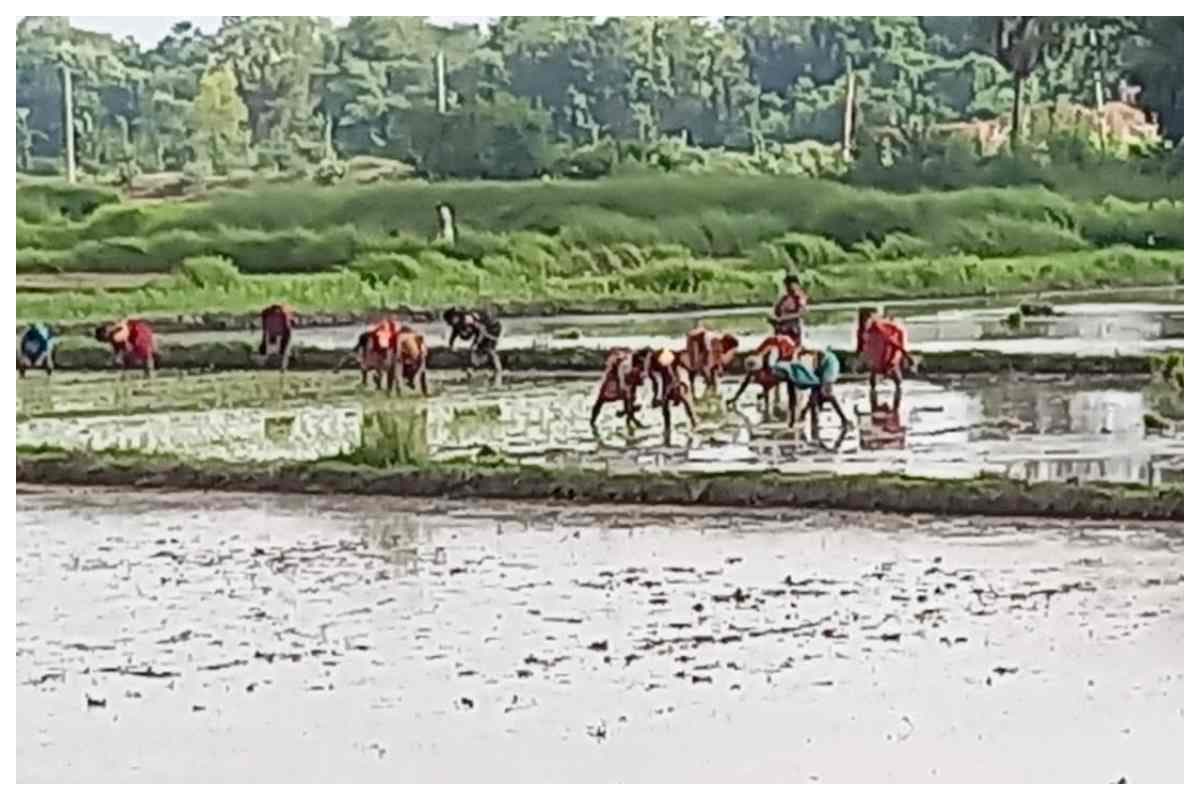 Farmers transplanting paddy in water-filled fields using tube well irrigation amid weak monsoon conditions in Jale, Darbhanga Farmers transplanting paddy in water-filled fields using tube well irrigation amid weak monsoon conditions in Jale, Darbhanga