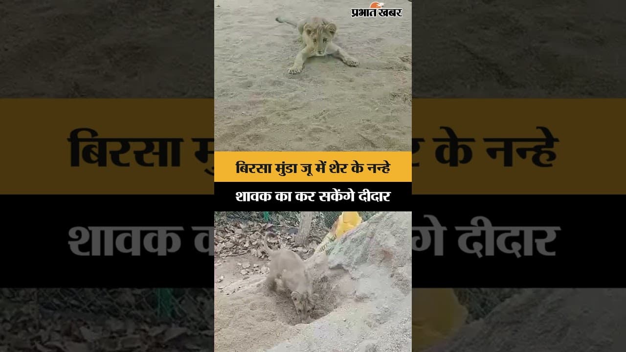 Birsa Munda Zoo में शेर के नन्हे शावक का कर सकेंगे दीदार | Jharkhand