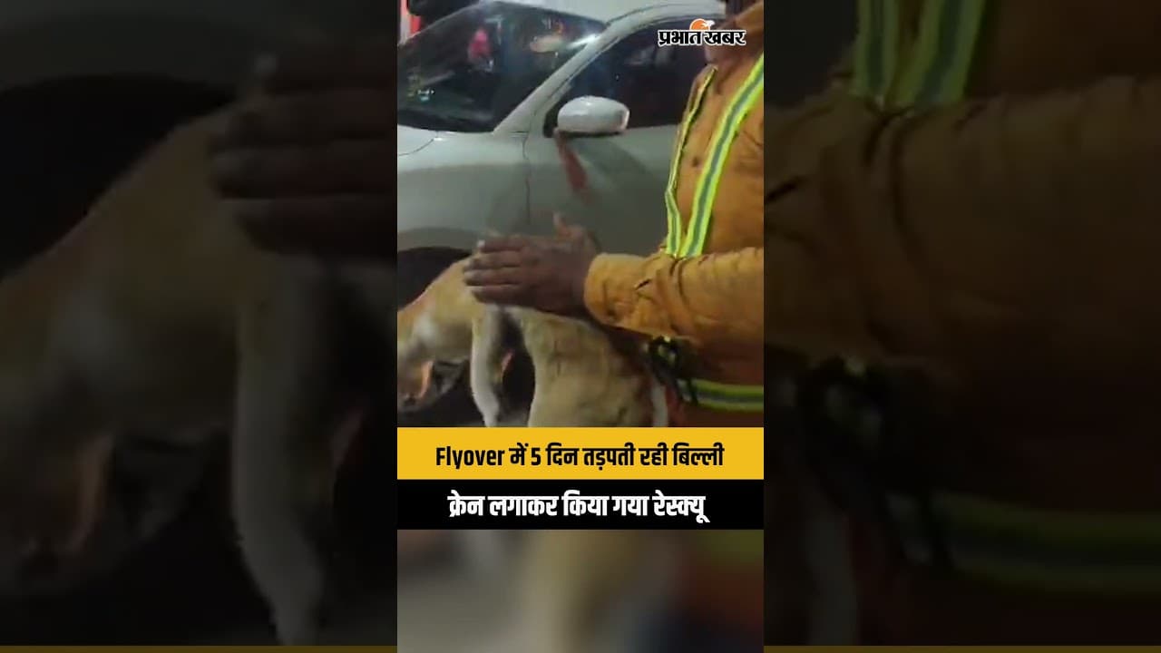 Ranchi | MECON Flyover के नीचे फंसी बिल्ली को 5 दिन बाद बचाया गया | Rescue Video