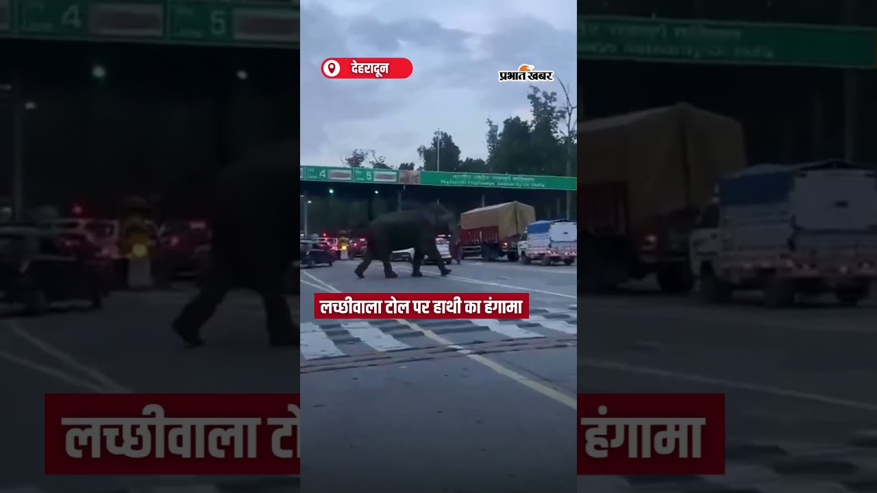 Lachhiwala Toll पर Elephant का हंगामा | Shorts | Elephant Encounter | Highway Chaos
