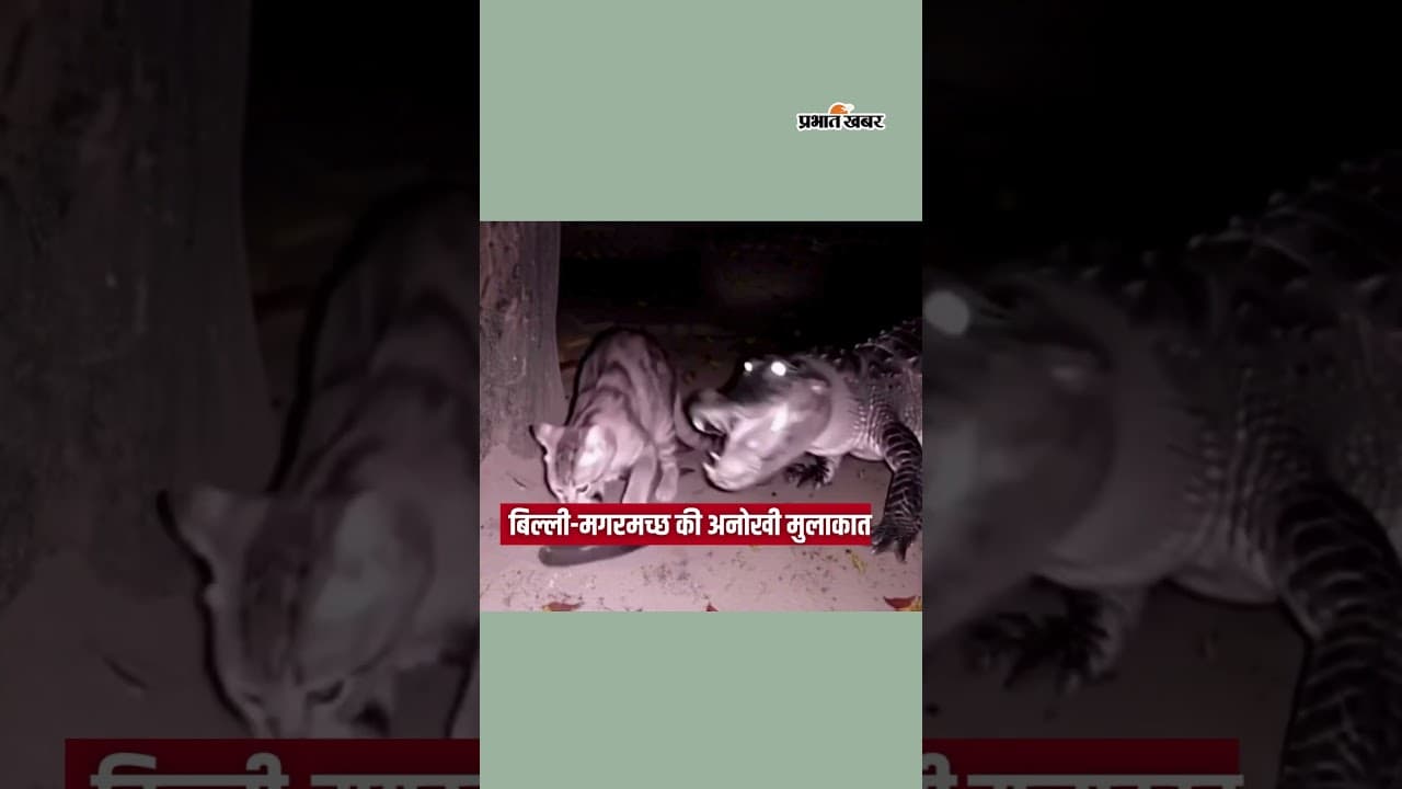 Cat-Crocodile की अनोखी मुलाकात | Shorts | Cat And Crocodile