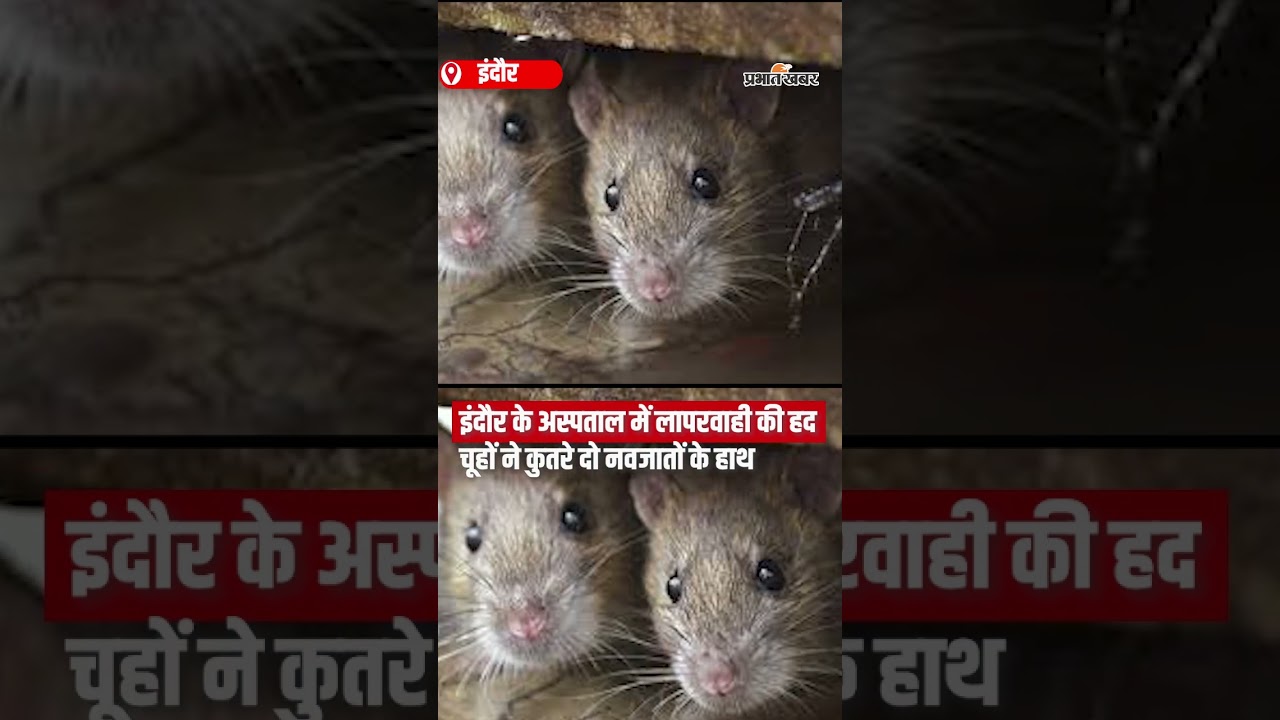 Indore के Hospital में लापरवाही की हद, चूहों ने कुतरे दो नवजातों के हाथ | Shorts