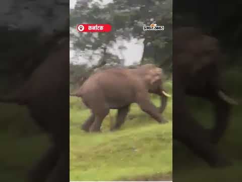 Bandipur में हाथी ने Tourists पर Attack किया, जान बची | Shorts | Elephant Attack