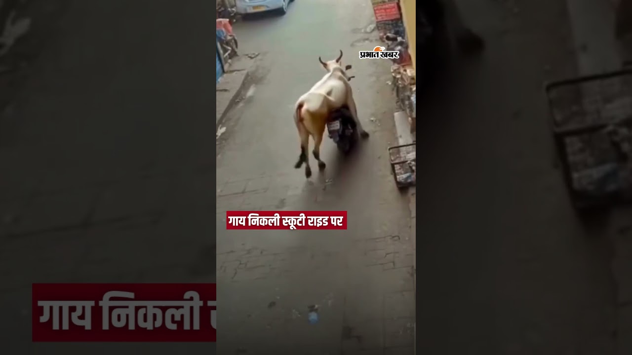 Cow निकली Scooty Ride पर | Shorts | Cow On Scooter | Viral Video | Only In India
