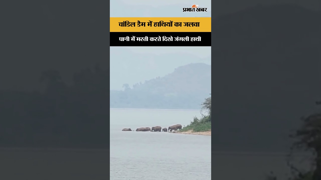 चांडिल डैम में जंगली हाथियों का जलवा | Jharkhand